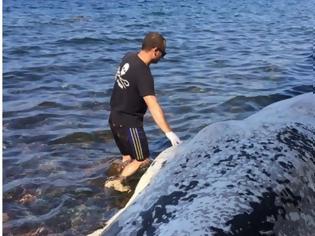 Φωτογραφία για Νεκρή φάλαινα ξεβράστηκε στις ακτές της Σαντορίνης