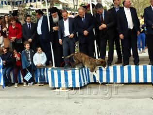 Φωτογραφία για Παρέλαση - Χάτσικο (σκύλος) και Μουρνούς (δήμαρχος)