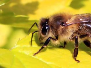 Φωτογραφία για Κρήτη: 55χρονη παραλίγο να πεθάνει από τσίμπημα μέλισσας στη γλώσσα!