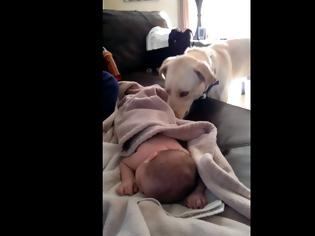 Φωτογραφία για Κάμερα καταγράφει τι κάνει το σκυλί όσο κοιμάται το μωρό – Θα συγκινηθείτε… [video]