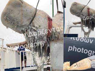 Φωτογραφία για Σαντορίνη: 30 κιλά πλαστικής σακούλας είχε καταπιεί η φάλαινα που βρέθηκε νεκρή