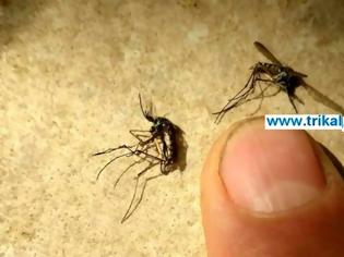 Φωτογραφία για Τεράστια κουνούπια εμφανίστηκαν στα Τρίκαλα