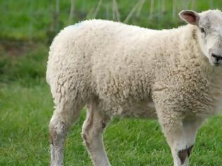 Φωτογραφία για Σκότωσε τα πρόβατα της γειτόνισσας και καταδικάστηκε σε φυλάκιση