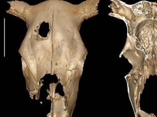 Φωτογραφία για Πάθαμε την πλάκα μας... Πριν από 5.000 χρόνια οι αρχαιότερες ενδείξεις για κτηνιατρική χειρουργική επέμβαση