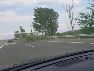 Φωτογραφία για Ξεριζώθηκε δέντρο και καταπλάκωσε αυτοκίνητο στην Εγνατία Οδό