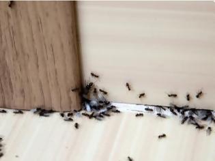 Φωτογραφία για Τι να βάλετε στις εισόδους του σπιτιού για να απωθήσετε τα μυρμήγκια