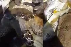 Δύτες έσωσαν χελώνα από πλαστικό δοχείο που είχε παραμορφώσει το καβούκι της