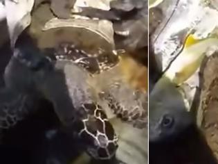 Φωτογραφία για Δύτες έσωσαν χελώνα από πλαστικό δοχείο που είχε παραμορφώσει το καβούκι της