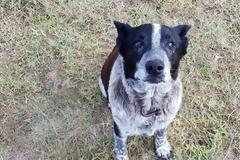 Αυστραλία: Επίτιμος σκύλος της αστυνομίας ανακηρύχθηκε ο Μαξ που βοήθησε στη διάσωση ενός 3χρονου κοριτσιού