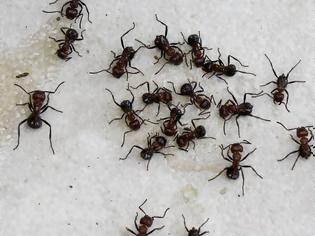 Φωτογραφία για Μυρμήγκια… καμικάζι: Ανατινάζονται μόλις νιώσουν απειλή