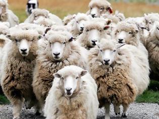 Φωτογραφία για Βρετανική μελέτη: Η σκλήρυνση κατά πλάκας συνδέεται με τα πρόβατα