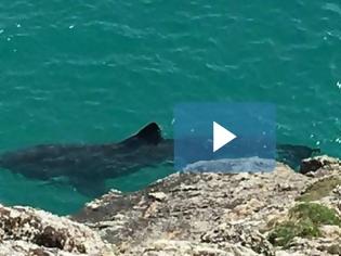 Φωτογραφία για Τεράστιος καρχαρίας κολυμπούσε δίπλα σε καγιάκ!