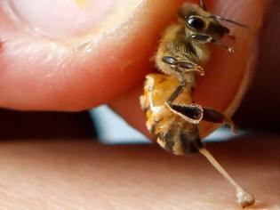Φωτογραφία για Άργος: 60χρονος πέθανε από τσίμπημα μέλισσας