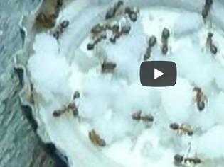 Φωτογραφία για Έχετε μυρμήγκια στο σπίτι; Ξεφορτωθείτε τα με έναν απλό τρόπο [video]