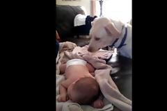 Κάμερα καταγράφει τι κάνει το σκυλί όσο κοιμάται το μωρό – Θα συγκινηθείτε…