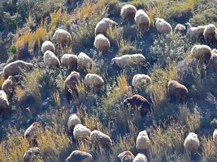 Φωτογραφία για Η επαφή με τα πρόβατα ευνοεί τη σκλήρυνση κατά πλακας