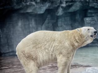 Φωτογραφία για Σιγκαπούρη: Πέθανε ο Ινούκα, η πρώτη πολική αρκούδα που γεννήθηκε σε τροπική χώρα