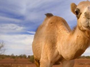 Φωτογραφία για Το γάλα καμήλας «κατακτά» και το κοινό της Αυστραλίας