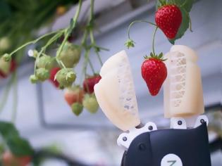 Φωτογραφία για Startup κατασκεύασε ρομπότ για τη συγκομιδή φράουλας