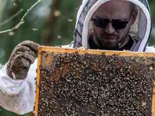 Φωτογραφία για Η ΕΕ απαγόρευσε τρία εντομοκτόνα για να προστατεύσει τις μέλισσες