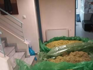 Φωτογραφία για Αλβανοί ξερίζωσαν 113 κιλά θαυματουργού βοτάνου