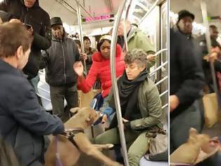 Φωτογραφία για Tρόμος: Πιτ μπουλ επιτέθηκε σε γυναίκα στο μετρό της Νέας Υόρκης