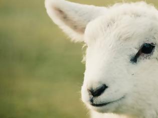 Φωτογραφία για Τοξίνη που εντοπίζεται στα πρόβατα μπορεί να συνδέεται με την εμφάνιση της σκλήρυνσης κατά πλάκας!