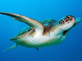 Φωτογραφία για Δεύτερη χελώνα καρέτα - καρέτα βρέθηκε νεκρή μέσα σε 2 ημέρες