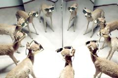 Daniel Goleman – Το «Εμείς»