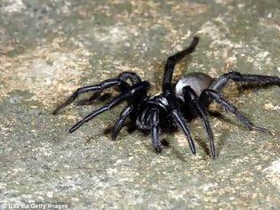 Φωτογραφία για Πέθανε η μεγαλύτερη αράχνη του κόσμου σε ηλικία 43 ετών στην Αυστραλία