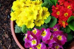 Τι βότανο είναι η πρίμουλα που πωλείται 50.000 ευρώ το κιλό