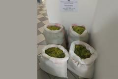 Αλβανοί συνελήφθησαν με 69 κιλά θεραπευτικού βοτάνου