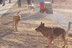 Κρήτη: Το πρώτο πάρκο για σκύλους εγκαινιάστηκε στο Ηράκλειο