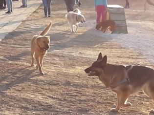 Φωτογραφία για Κρήτη: Το πρώτο πάρκο για σκύλους εγκαινιάστηκε στο Ηράκλειο