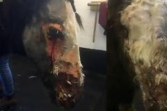 Σπαρακτικό: Άλογο δέχθηκε επίθεση με οξύ και τώρα δεν μπορεί να ανοίξει το ένα μάτι του