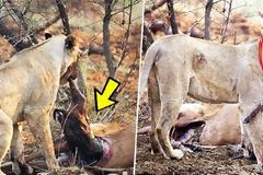 Λιοντάρι τρώει ελάφι που ήταν έγκυος - Αυτό που κάνει στη συνέχεια ξεπερνά κάθε λογική