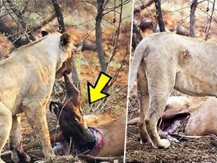 Φωτογραφία για Λιοντάρι τρώει ελάφι που ήταν έγκυος - Αυτό που κάνει στη συνέχεια ξεπερνά κάθε λογική