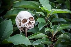 Από ποιο ανθρώπινο κόκαλο μπορούν να φτιαχτούν εξαιρετικά θανάσιμα όπλα