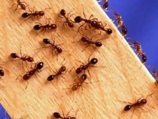 Φωτογραφία για Εχετε... μυρμήγκια στο σπίτι; Με αυτό το κόλπο δεν θα σας επισκεφτούν ποτέ ξανά