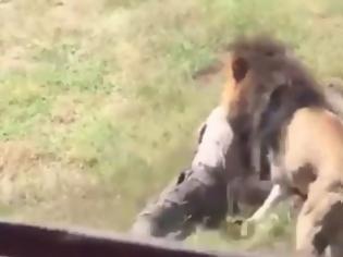 Φωτογραφία για Συγκλονιστικό βίντεο: Λιοντάρι αρπάζει από τον λαιμό τον ιδιοκτήτη του πάρκου όπου κρατείται και...