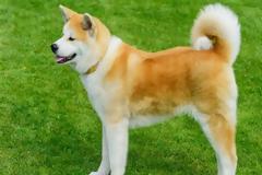 Ιαπωνία: Περιζήτητα παγκοσμίως τα σκυλιά ακίτα