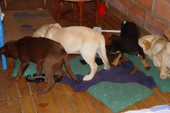 Φρίκη στην Κολομβία: Κτηνίατρος «έραβε» ηρωίνη στα στομάχια κουταβιών