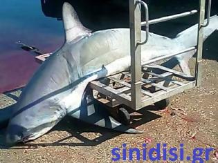 Φωτογραφία για Ψαριά καρχαρία 200 κιλών στο Μεσολόγγι! (ΦΩΤΟ)
