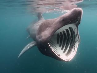 Φωτογραφία για Έπιασαν καρχαρία «αλεπού» 200 κιλών στον Πατραϊκό