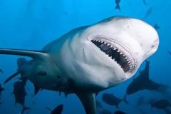 Ψαράς έπιασε καρχαρία 200 κιλών στον Πατραϊκό Κόλπο (ΦΩΤΟ)