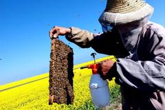 Γιατί η απαγόρευση των εντομοκτόνων στην Ευρώπη είναι μεγάλη είδηση