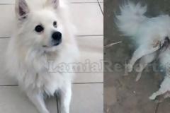 Λαμία: Τι σόι άνθρωπος θα μπορούσε να σκοτώσει τέτοιο σκυλάκι; [Προσοχή-Σκληρές εικόνες]