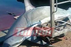 Έβγαλε καρχαρία 200 κιλών στον Πατραϊκό Κόλπο