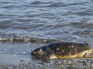 Φωτογραφία για Νεκρή άλλη μία χελώνα καρέτα - καρέτα μέσα σε λίγες ημέρες