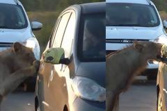 Λιοντάρι προσπαθεί να ανοίξει πόρτα αυτοκινήτου ενώ οι οδηγοί είναι σοκαρισμένοι